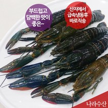 나라수산 크레이피쉬 자연산 민물가재 1kg 부드럽고 담백한맛 일품, 1박스, 02_크레이피쉬(중)(1kg)(21~30마리내외)