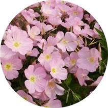 행복한정원 달맞이꽃, 1개
