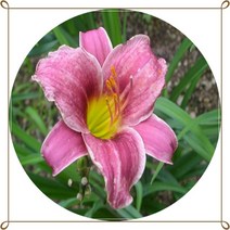 행복한정원 원추리 야생화, 1개