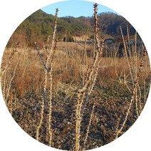 엄나무. 해동목. 해동피. 엄나무껍질, 엄나무가시(단)
