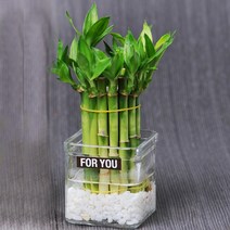 가꾸지오 공기정화식물 먼지제거 천연가습 개운죽원통1단+사각유리화기1p, 1세트