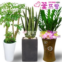 꽃뜨랑 공기정화식물 개업화분 스투키 행운목 금전수 전국당일꽃배달 꽃화분, 서랍물받침, 1개