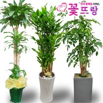 녹보수(대박나무) 공기정화식물 관엽식물 전국꽃배달서비스 개업화분/축하선물, B02 금전수, 1개