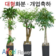 엔젤플라워 초특가 특대형화분 대박나무 행운목 전국당일꽃배달, A18 관음죽, 1개