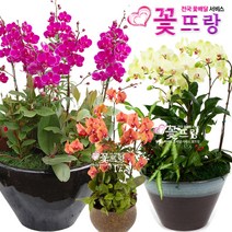 꽃뜨랑 화려한서양란 호접란 만천홍 포춘 개업난 개업화분 전국꽃배달서비스 꽃화분, A03 리틀잼, 1개