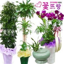 꽃뜨랑 축하화분 행운목 스투키 홍콩야자 동양난 서양난 화환 전국당일꽃배달, A06 금전수