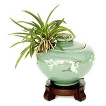 플라워리퍼블릭 개업화분 개업식 공기정화식물 관엽식물 전국꽃배달, 소엽풍란청자어깨소, 1개