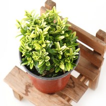 갑조네 미니금사철 금사철 공기정화식물 먼지제거식물, 1개