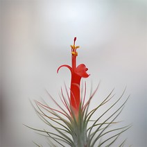 블룸 틸란드시아 푼키아나, 1개, 1개