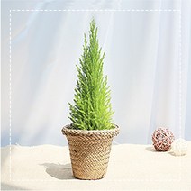 그린테라피 해초바구니 소형 공기정화식물, 율마해초 바구니 소 (내추럴)