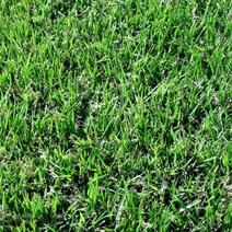 켄터키블루그라스 씨앗 1kg 조경용 잔디