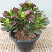 에덴농원 한목대로된염자(색상이 특히해요), 1개