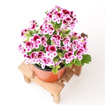 갑조네 랜디 랜덤 봄꽃 사계절꽃 제라늄 향기나는식물