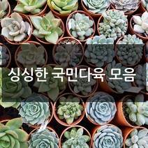 제이팟다육 예쁜 국민 다육이 다육식물 200종류, A20. 렉스