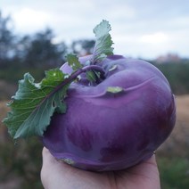 삼미농장 콜라비 5kg 10kg 15kg, 1박스, 콜라비 10kg(12~18개)