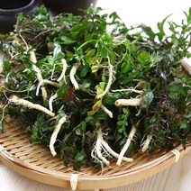 철따라농산물 남해 노지 냉이 500g 1kg, 1개