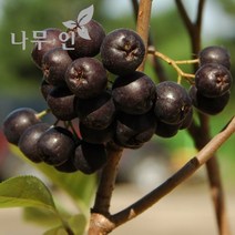 [나무인] 아로니아묘목 블랙초크베리 2년생 5그루