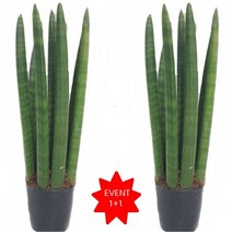 트리앤 1+1 산세베리아 스투키, 04.1+1 일자형25cm-8촉 1개