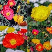 꽃양귀비 10주 묶음 10개포트배송(관상용 원예용 3인치포트 야생화 모종)