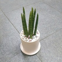 꽃피우는청년 새집증후군 미세먼지 제거 실내공기정화식물 원형 화이트 화분 (무광), 스투키, 1개