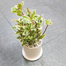 꽃피우는청년 새집증후군 미세먼지 제거 실내공기정화식물 원형 화이트 화분 (무광), 무늬산호수