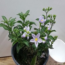 행복한꽃순이 배풍등 (소)