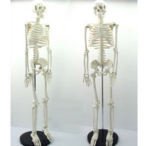 인체 골격 모형(85cm) R