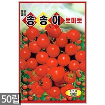 청농종묘 황백 초당옥수수 씨앗 100립 초당옥수수씨앗 옥수수씨앗 초당옥수수씨 옥수수씨, 09_송송이방울토마토(50립)