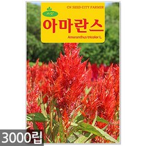 레드 꽃양귀비 씨앗 1000립 / 양귀비꽃씨앗 꽃양귀비씨앗 개양귀비씨앗 꽃씨 씨 야생화씨앗 야생화 야생꽃씨, 04_청농_아마란스(3000립)