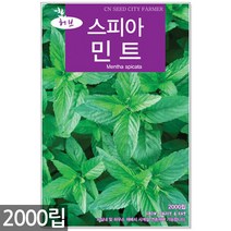 챠빌 씨앗 500립 / 허브씨앗 챠빌씨앗 허브씨 챠빌씨 처빌 허브 향신료, 09_허브_스피아민트(2000립)