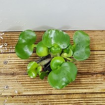 행복한꽃순이 부레옥잠(10개 1세트)