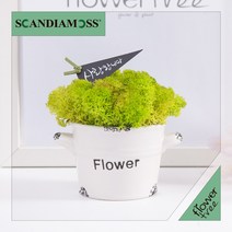 미세먼지 철벽방어! 실내공기정화식물 스칸디아모스 모음 천연이끼, 06.큐티스칸디아모스화분set 11cmCP-스프링그린