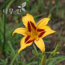 [나무인] 개량원추리 데이릴리 노랑 4그루, 4개