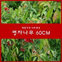착한가격나무생각 명자나무 60cm, 1개