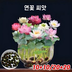 [당일배송] 10+10/20+20 연꽃 씨앗 연못 수중재배 꽃씨앗 미니 수련 연꽃 실내식물