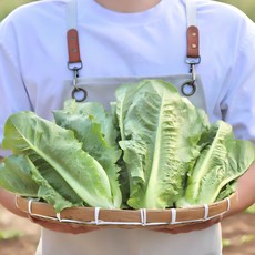 국내산 로메인 상추 통로메인 당일작업 쌈채소, 1개, 2kg