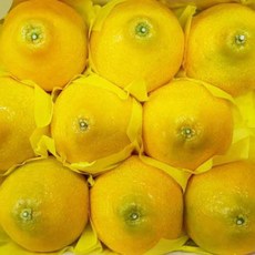 농협 제주 황금향, 2kg (9과 내외), 1박스
