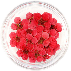 해피제이 압화 드라이플라워 네일 파츠