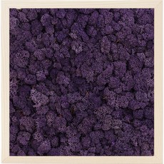 스칸디아모스 액자 프라모 BIRCH 프레임 퍼플, 1개