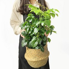 프레시가든 공기정화식물 녹보수 + 해초바구니 세트, 혼합색상, 1세트