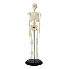 SPINE 12 迷你骨架全身骨架模型練習教學工具小45cm SA-05