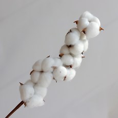 목화열기