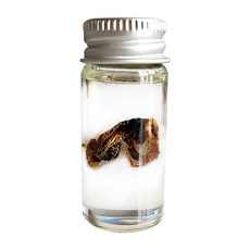 탯줄보존액