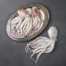 바다자리 활문어, 1.5kg, 1개