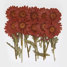 남원공방줄기꽃