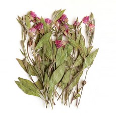 남원공방줄기꽃