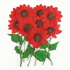 남원공방줄기꽃