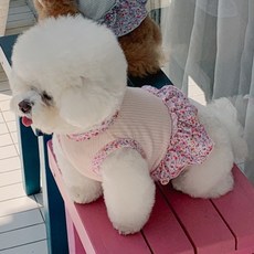 떼아몽