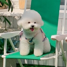 떼아몽