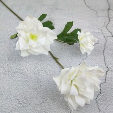 히아신스